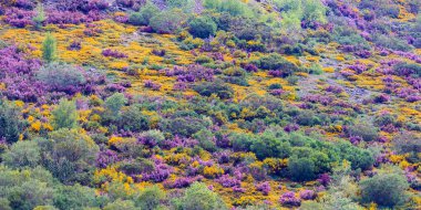 Leitariegos Vadisi, Asturias, İspanya, bahar başında