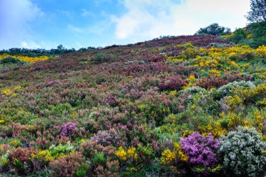 Leitariegos Vadisi, Asturias, İspanya, bahar başında