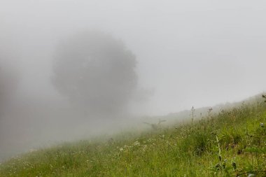 Lietariegos vadisi, es Asturias, İspanya, sabah sisi ile kaplı