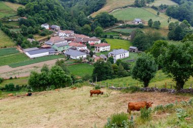 İspanya 'nın Asturias ilindeki Leitarigos vadisinde inekler