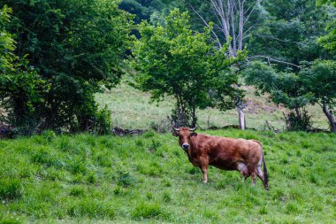 İspanya 'nın Asturias ilindeki Leitarigos vadisinde inekler