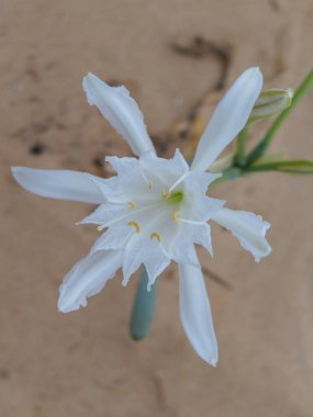 Kum zambağı ya da deniz nergisinin yakın çekim görüntüsü. Pancratium maritimum.