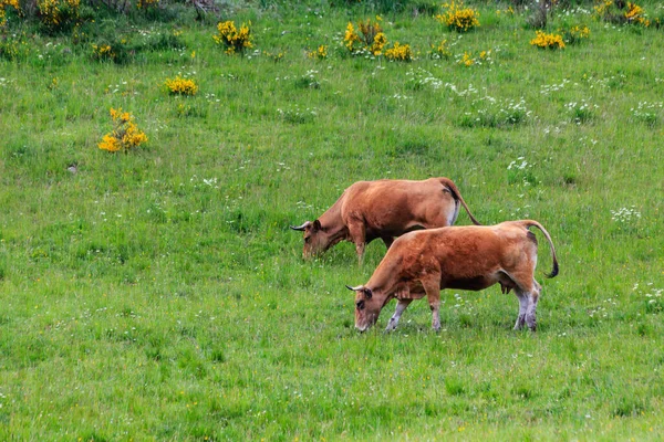 Vaches Dans Vallée Leitariegos Dans Province Des Asturies Espagne — Photo