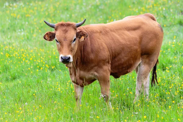 Cows Valley Leitariegos Province Asturias Spain — Stock Photo, Image