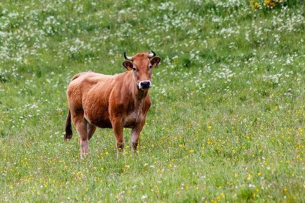 Коровы Долине Leitariegos Провинции Астурия Испании — стоковое фото
