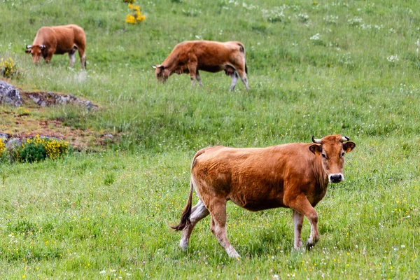 Коровы Долине Leitariegos Провинции Астурия Испании — стоковое фото