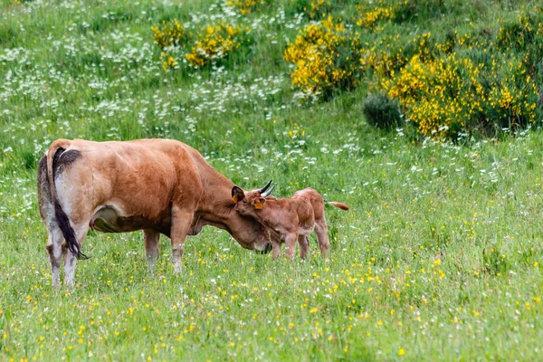 Vacas Valle Leitariegos Provincia Asturias España —  Fotos de Stock