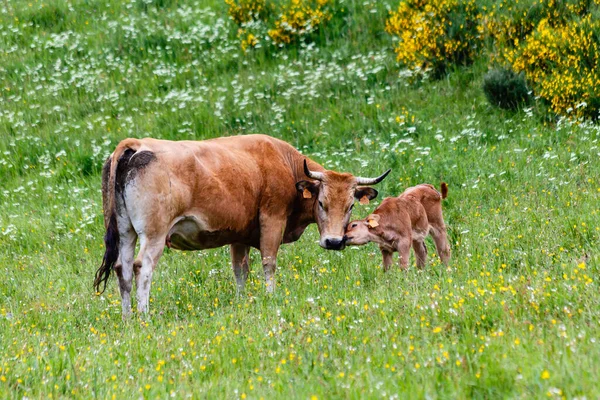 Cows Valley Leitariegos Province Asturias Spain — Stock Photo, Image