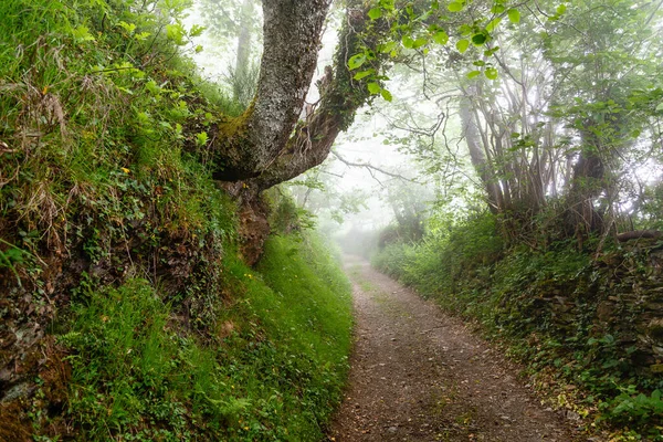 Valle Lietariegos Asturias España Cubierto Niebla Matutina — Foto de Stock