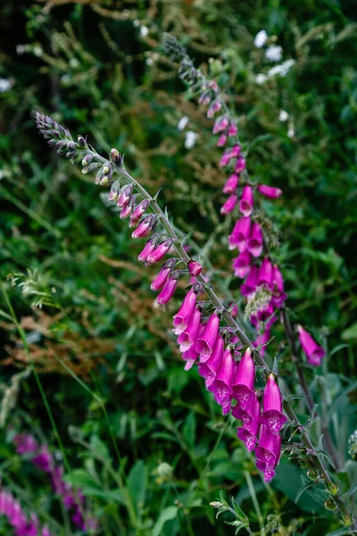 stock image Digitalis Purpurea in the garden