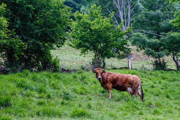 Krowy Dolinie Leitariegos Prowincji Asturia Hiszpanii — Zdjęcie stockowe