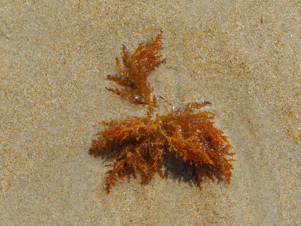 La Barrosa plajı, sular çekildiğinde, Sancti Petri, Chiclana de la Frontera, Cadiz, İspanya