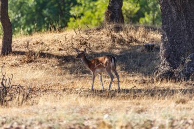 a herd of fallow deer graze on the mount of El Pardo, Madrid. Spain