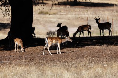 a herd of fallow deer graze on the mount of El Pardo, Madrid. Spain