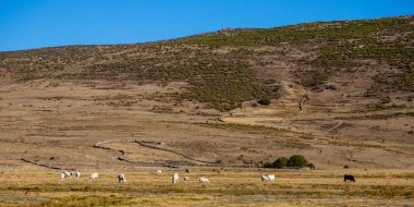 Büyük Göl 'ün çevresindeki inekler ve Avila' daki Gredos Sirki..