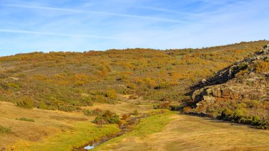 Sonbaharda Tejera Negra Beech Orman Parkı 'nda. Guadalajara, İspanya