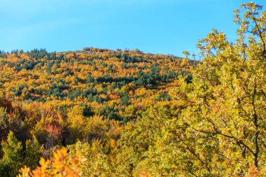 Sonbaharda Tejera Negra Beech Orman Parkı 'nda. Guadalajara, İspanya