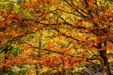 Sonbaharda Tejera Negra Beech Orman Parkı 'nda. Guadalajara, İspanya