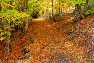 Sonbaharda Tejera Negra Beech Orman Parkı 'nda. Guadalajara, İspanya