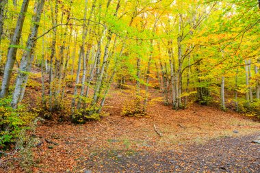 Sonbaharda Tejera Negra Beech Orman Parkı 'nda. Guadalajara, İspanya