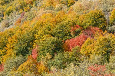 Sonbaharda Tejera Negra Beech Orman Parkı 'nda. Guadalajara, İspanya