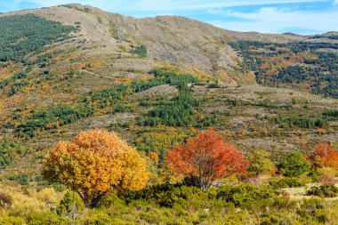 Sonbaharda Tejera Negra Beech Orman Parkı 'nda. Guadalajara, İspanya