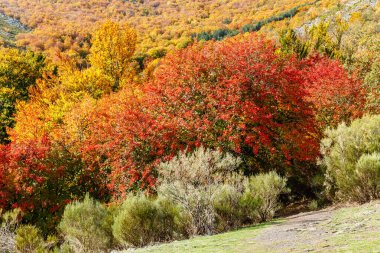 Sonbaharda Tejera Negra Beech Orman Parkı 'nda. Guadalajara, İspanya
