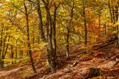 Sonbaharda Tejera Negra Beech Orman Parkı 'nda. Guadalajara, İspanya