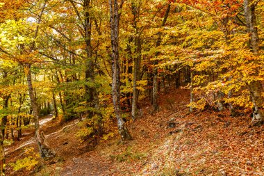 Sonbaharda Tejera Negra Beech Orman Parkı 'nda. Guadalajara, İspanya