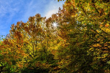 Sonbaharda Tejera Negra Beech Orman Parkı 'nda. Guadalajara, İspanya