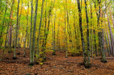 Sonbaharda Tejera Negra Beech Orman Parkı 'nda. Guadalajara, İspanya