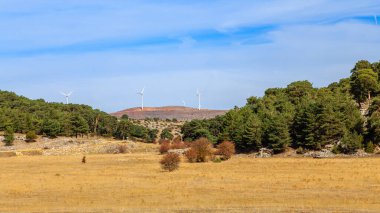 Sonbaharda Tejera Negra Beech Orman Parkı 'nda. Guadalajara, İspanya