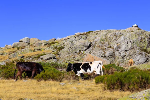 Cows Vicinity Area Great Lagoon Circus Gredos Avila — Stock Photo, Image