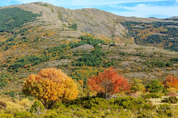 stock image Tejera Negra Beech Forest Nature Park in autumn. Guadalajara, Spain