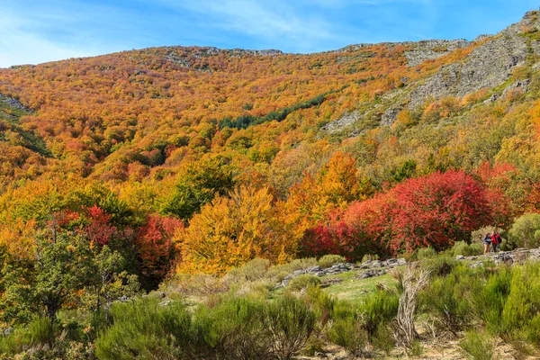 Sonbaharda Tejera Negra Beech Orman Parkı 'nda. Guadalajara, İspanya