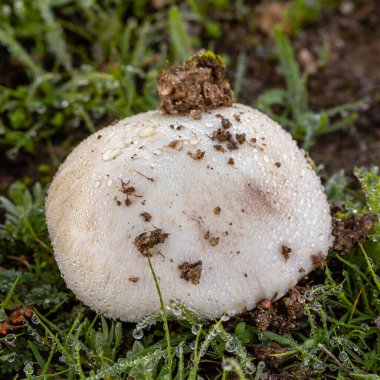 Madrid 'de ormanda yosunla kaplanmış.