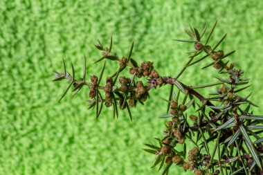 Juniperus communis, Juniperus familyasından Cupressaceae familyasından küçük bir ağaç türü..