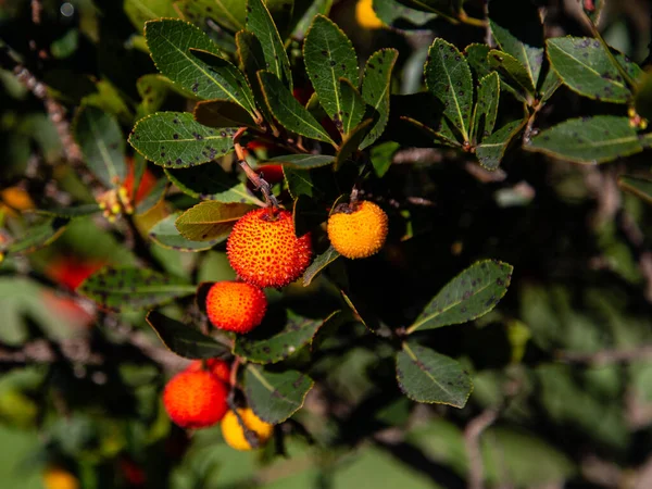 Erdbeerbaum Arbutus Unedo Mit Roten Und Orangen Früchten Madrid — Stockfoto