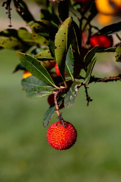 Arbutus Unedo Jordgubbsträd Med Röda Och Orange Frukter Madrid — Stockfoto