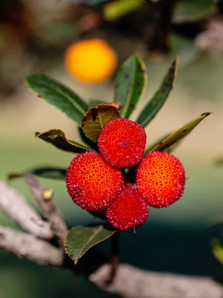 Arbutus Unedo Jordgubbsträd Med Röda Och Orange Frukter Madrid — Stockfoto