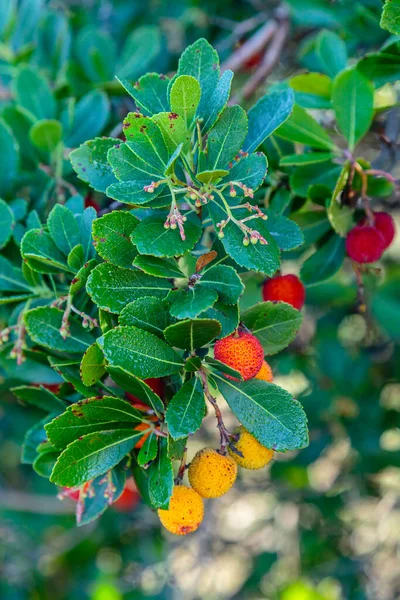 Erdbeerbaum Arbutus Unedo Mit Roten Und Orangen Früchten Madrid — Stockfoto
