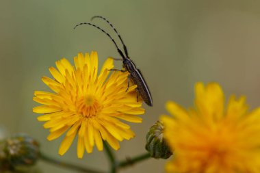 Madrid 'deki Casa de Campo' nun parkında yabani çiçekler.