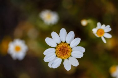 Madrid 'deki Casa de Campo' nun parkında yabani çiçekler.