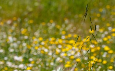 Madrid 'deki Casa de Campo' nun parkında yabani çiçekler.