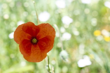 Madrid 'deki Casa de Campo' nun parkında yabani çiçekler.