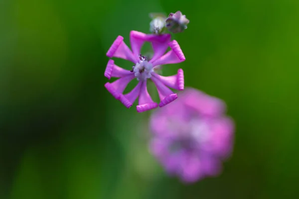 マドリードのカサ カンポ公園の野生の花 — ストック写真