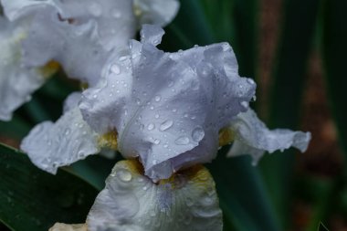 Bulanık yeşil arka planda güzel bir iris çiçeği Madrid, İspanya 'da bir bahçede