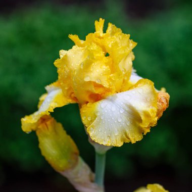 Bulanık yeşil arka planda güzel bir iris çiçeği Madrid, İspanya 'da bir bahçede