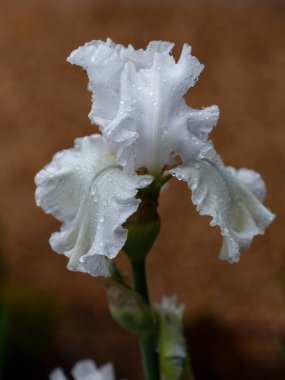 Bulanık yeşil arka planda güzel bir iris çiçeği Madrid, İspanya 'da bir bahçede