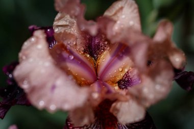 Bulanık yeşil arka planda güzel bir iris çiçeği Madrid, İspanya 'da bir bahçede